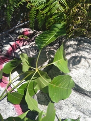 Cussonia angolensis