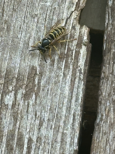 Saxon Wasp