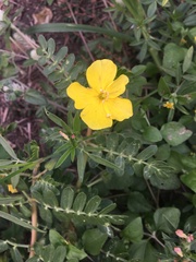 Tribulus cistoides