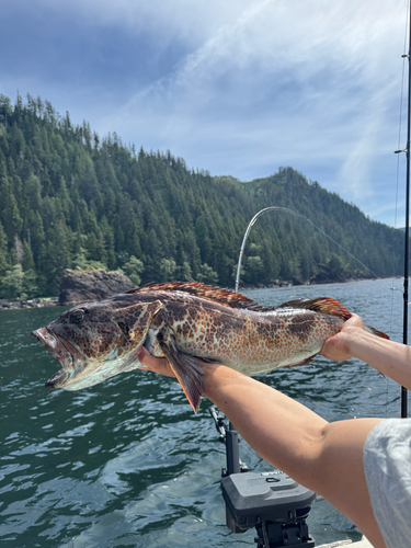 Lingcod