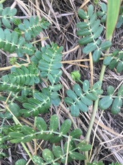 Tribulus cistoides