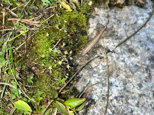 Sagina saginoides, photograph 1