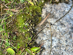 Sagina saginoides, photograph (c) glittergravel, some rights reserved (CC BY)