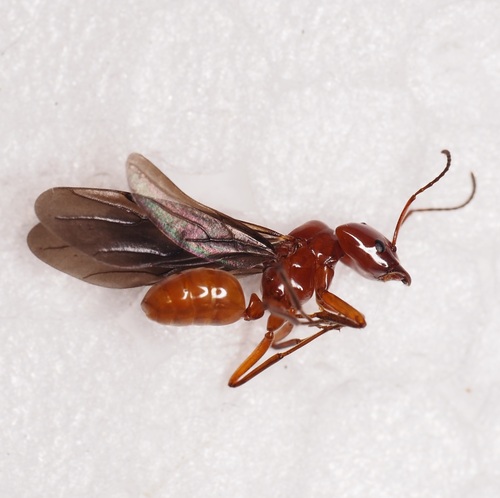 Azteca lauraeAzteca laurae