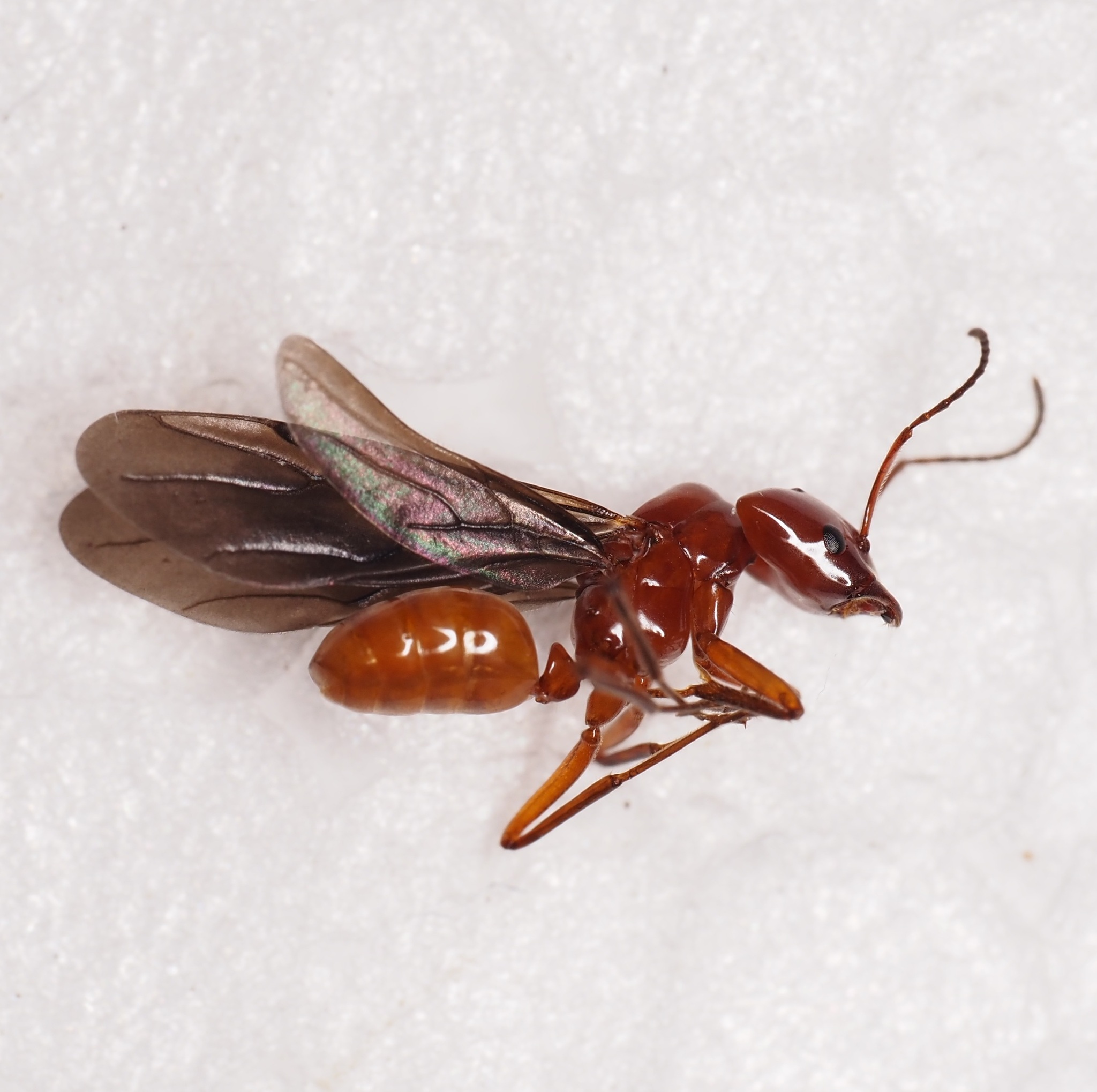 Azteca laurae