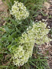 Lepidium latifolium