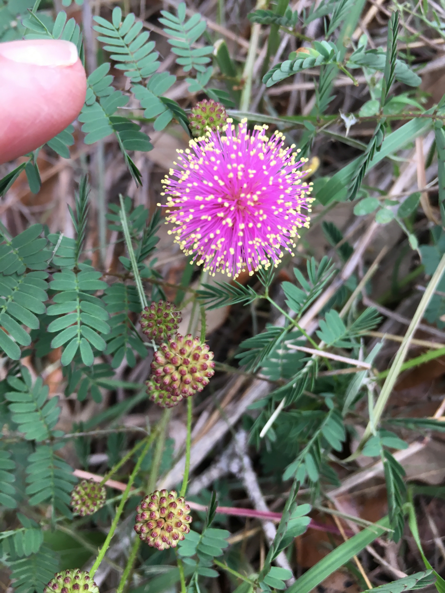 Mimosa latidens