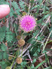 Mimosa quadrivalvis - Photo no rights reserved, uploaded by Mark Wilson