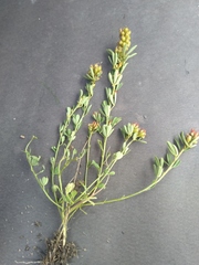 Crotalaria quangensis