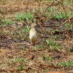 Anthus