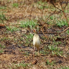 Anthus