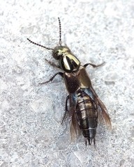 Philonthus politus