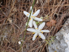 Lapiedra martinezii