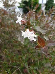 Abelia × grandiflora