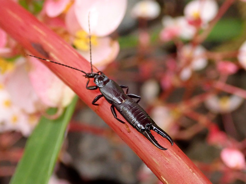 Photo of black earwig (Chelisoches morio)