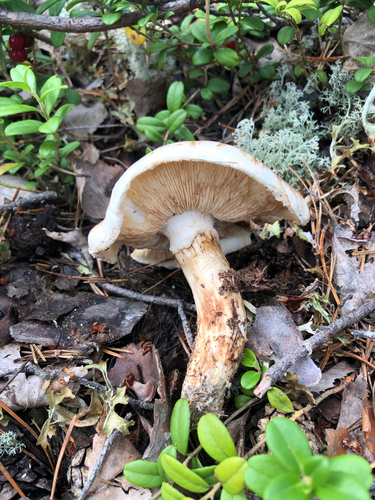 Matsutake