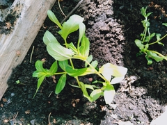 Hygrophila