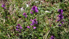 Polygala major