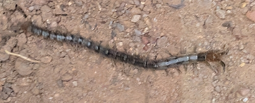 Arthrorhabdus pygmaeus