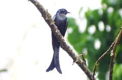 Surniculus dicruroides