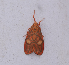 Ammatho cuneonotatus