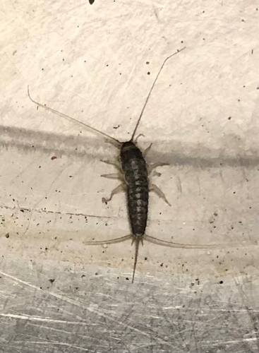 Long-tailed Silverfish