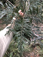 Grevillea robusta