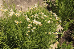 Afroaster pleiocephalus