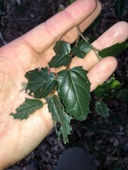 Aphananthe philippinensis