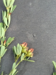 Crotalaria quangensis