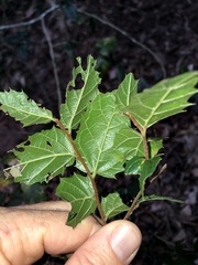 Aphananthe philippinensis
