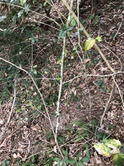 Aphananthe philippinensis