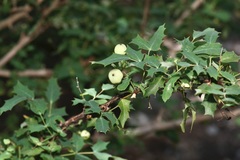 Berberis swaseyi