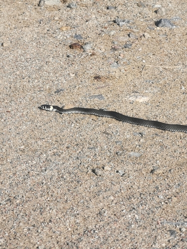 grass snake