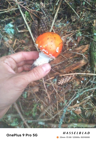 Fly Agaric