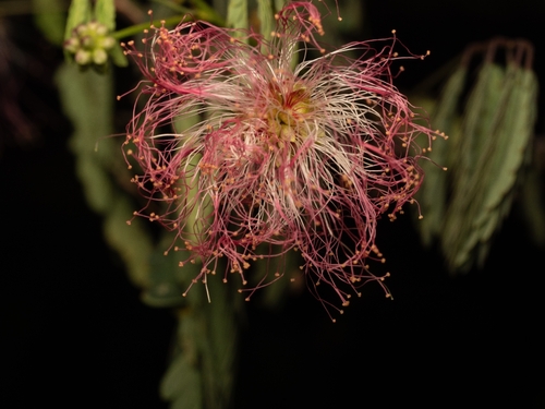 Zapoteca formosa
