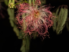 Zapoteca formosa