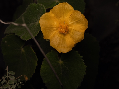Abutilon hypoleucum