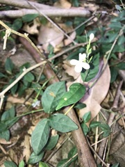 Pseuderanthemum variabile