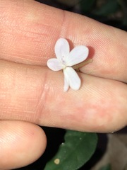 Pseuderanthemum variabile