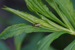 Metacantharis clypeata