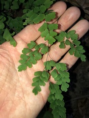 Adiantum atroviride