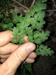 Adiantum atroviride