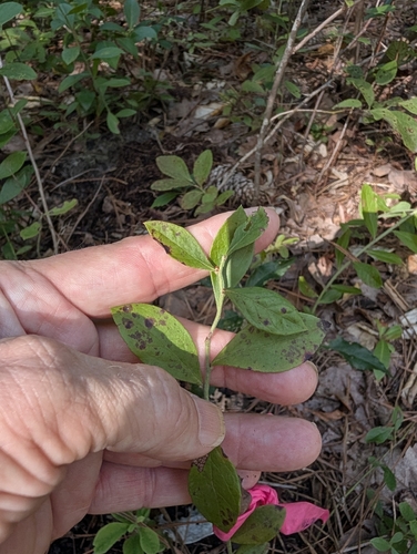 Southern Dwarf Blueberry