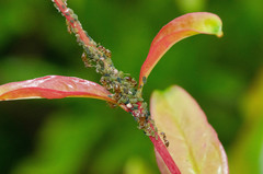 Lasius