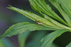 Metacantharis clypeata