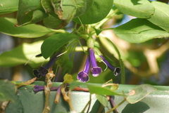 Iochroma cyaneum