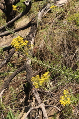 Senecio haygarthii