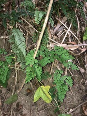 Adiantum atroviride