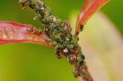 Aphididae